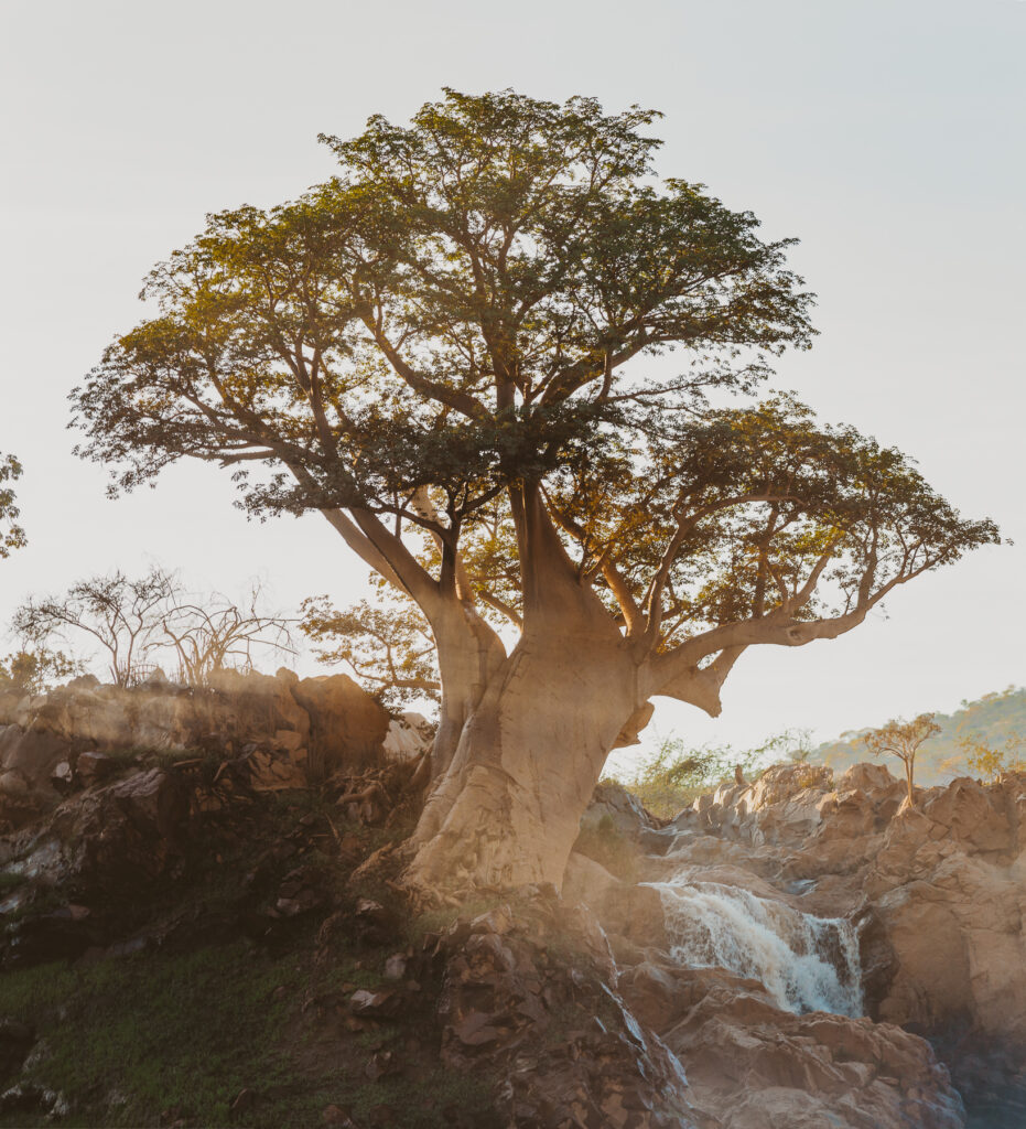 epupa falls baobab