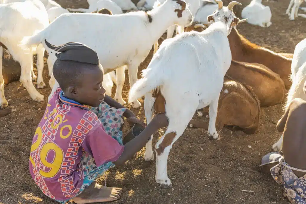himba culture experience himba boy milking goats