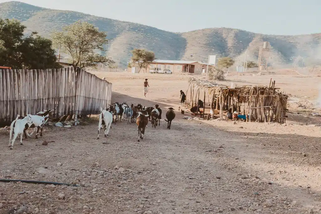 goats at epupa