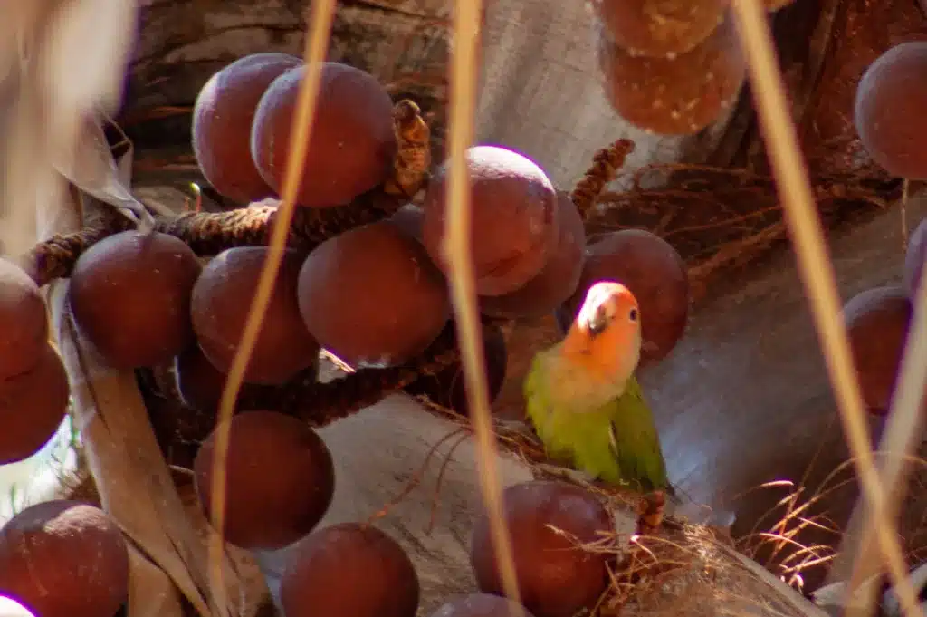 Rosy-faced lovebird