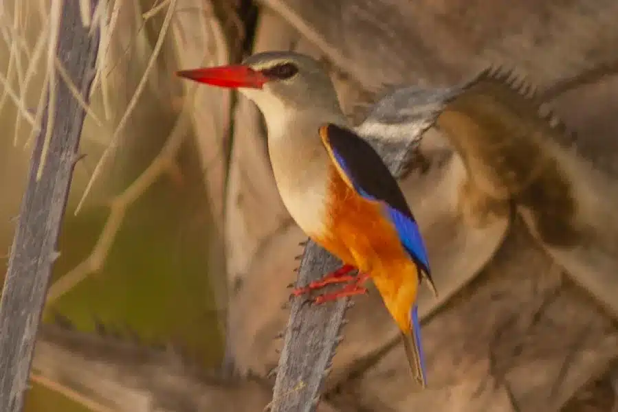 Grey-headed kingfisher - Birding in Epupa Falls