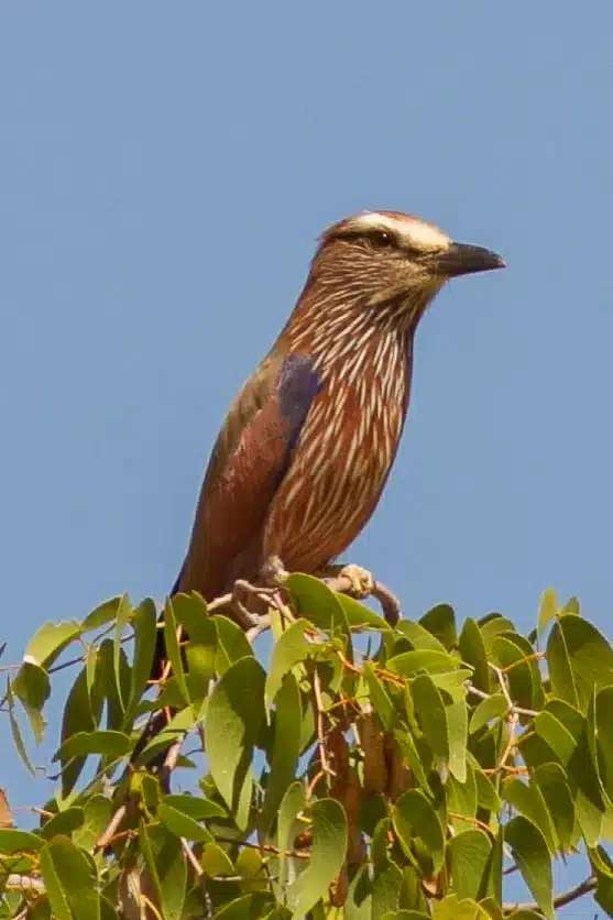 Purple roller