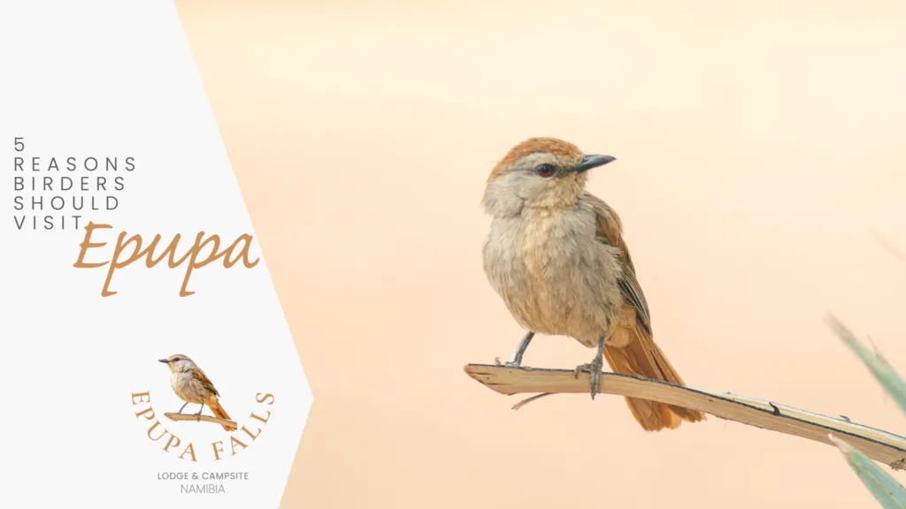 5 Reasons Bird Photographers and Enthusiasts Should Visit Epupa Falls in Namibia