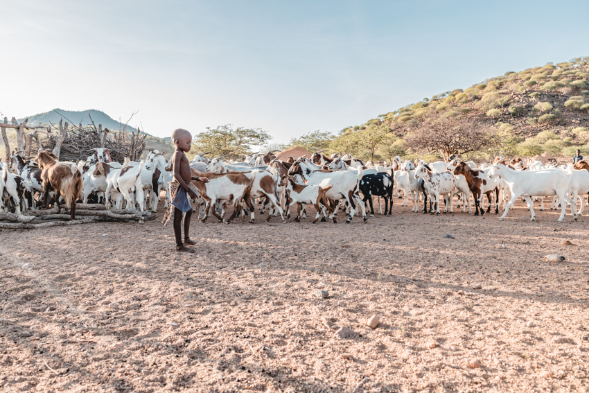 himba boy with goats, epupa