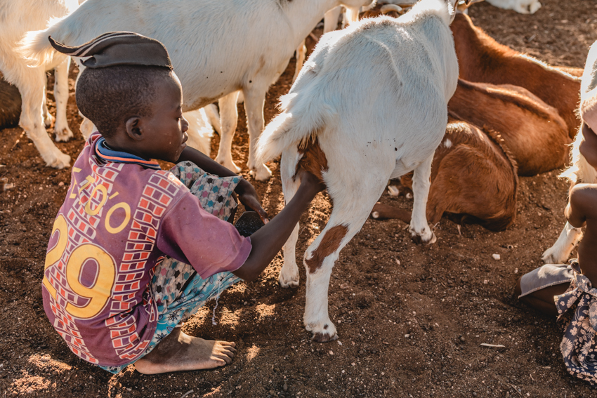 himba boy milking a goat