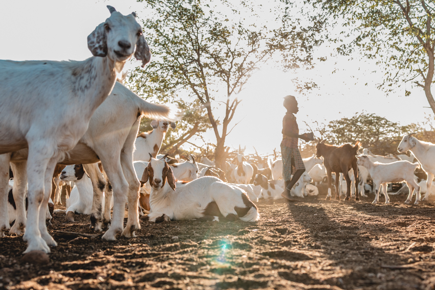 goats in himba village, epupa