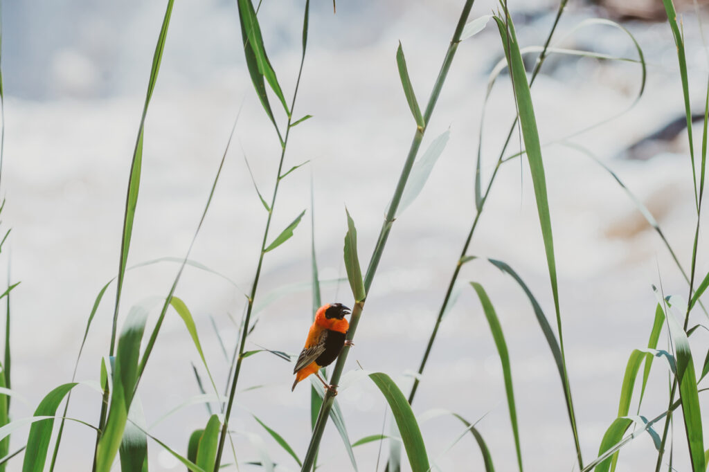 epupa falls birding activity on kunene river