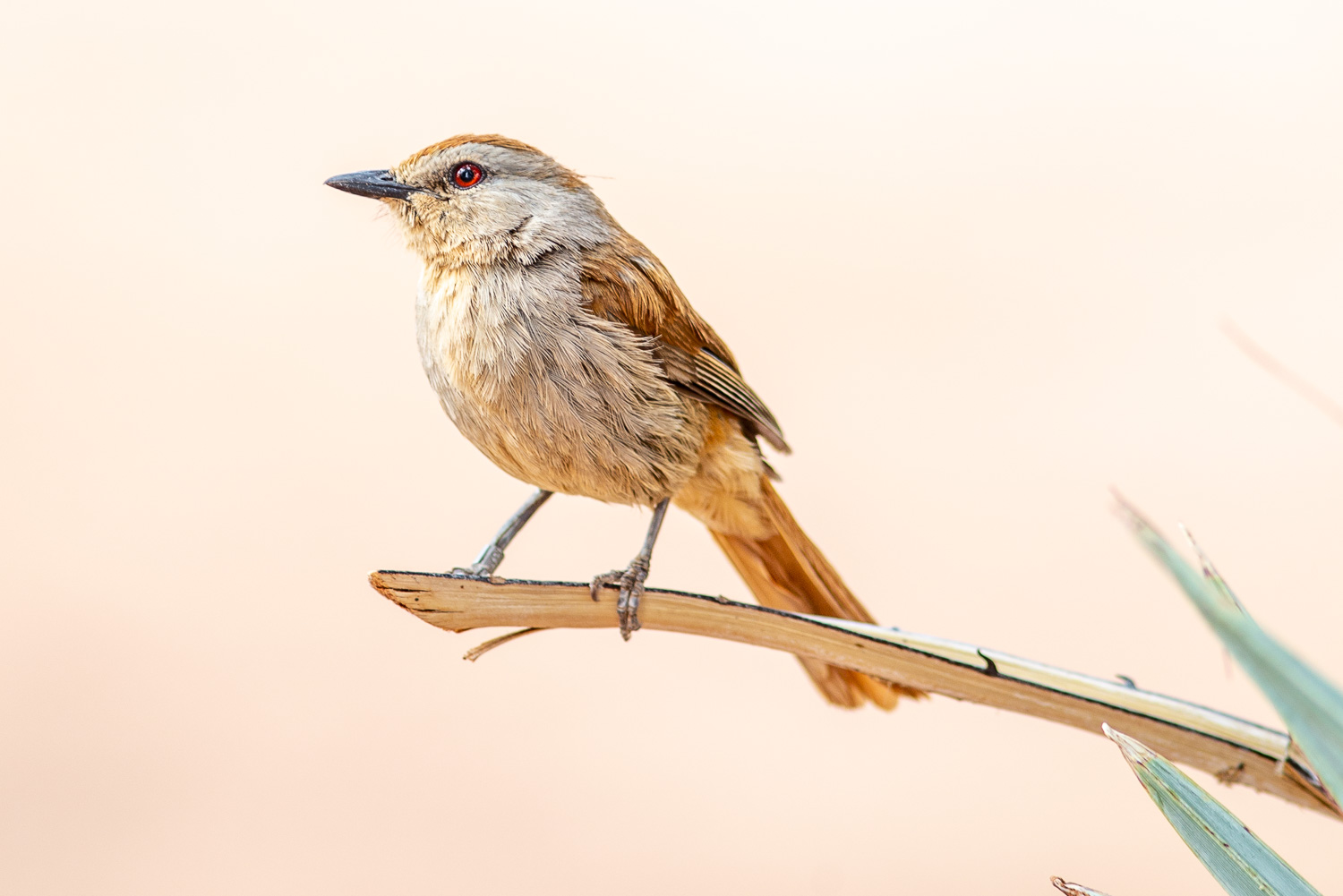 birding at epupa falls, namibia
