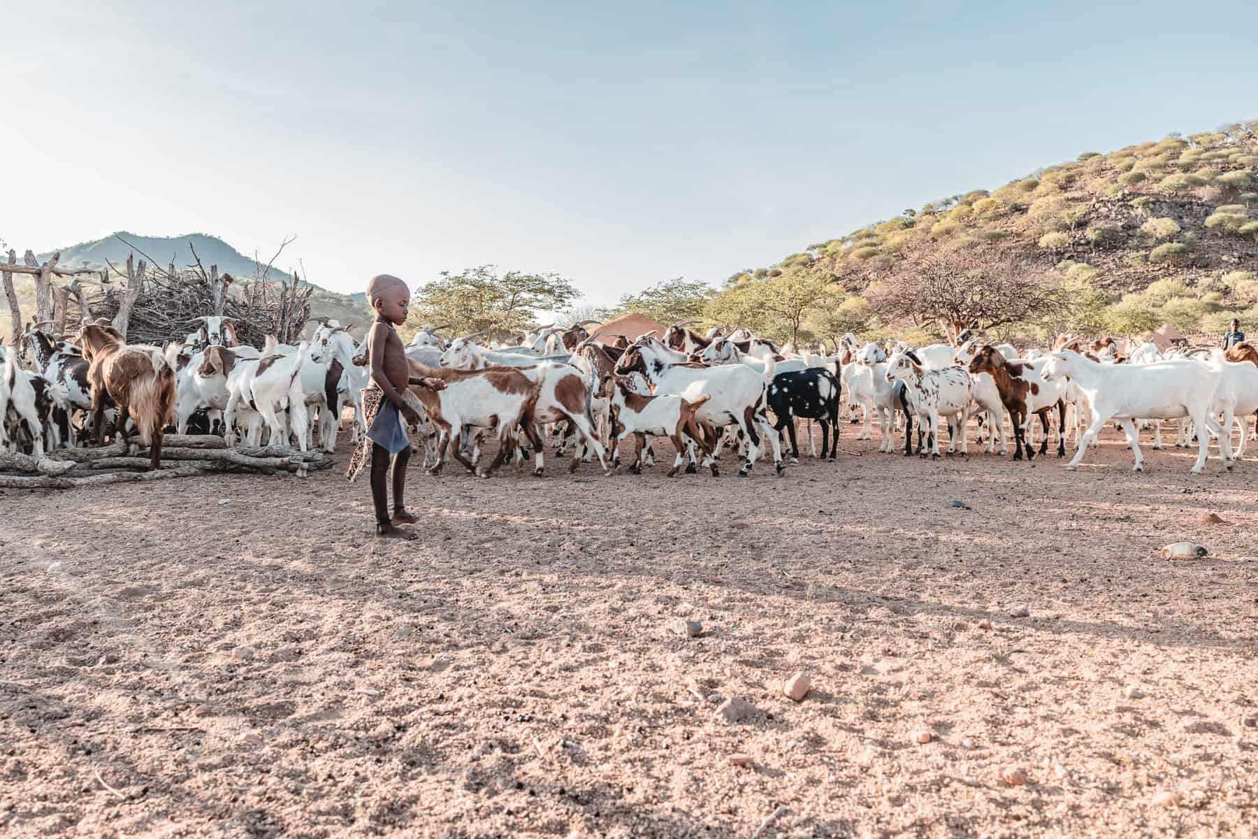 goats coming to kraal during a culture experience