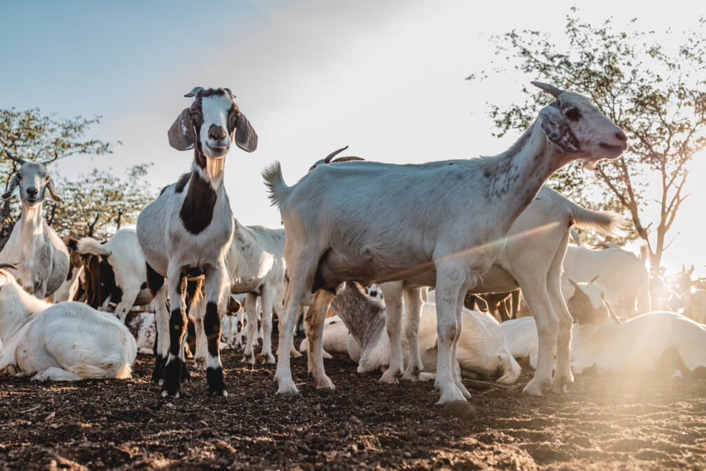 goat kraal in himba village at epupa falls