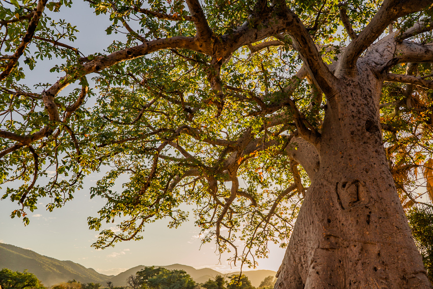 epupa falls baobabs