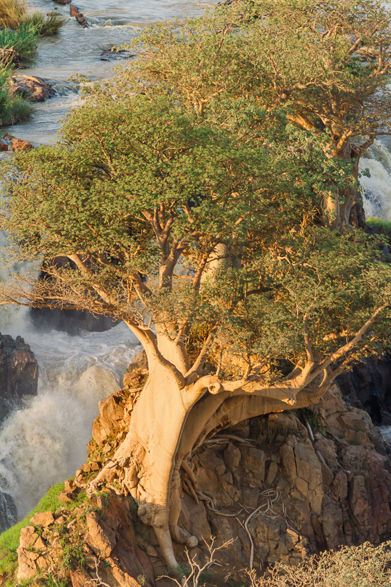 epupa falls baobab
