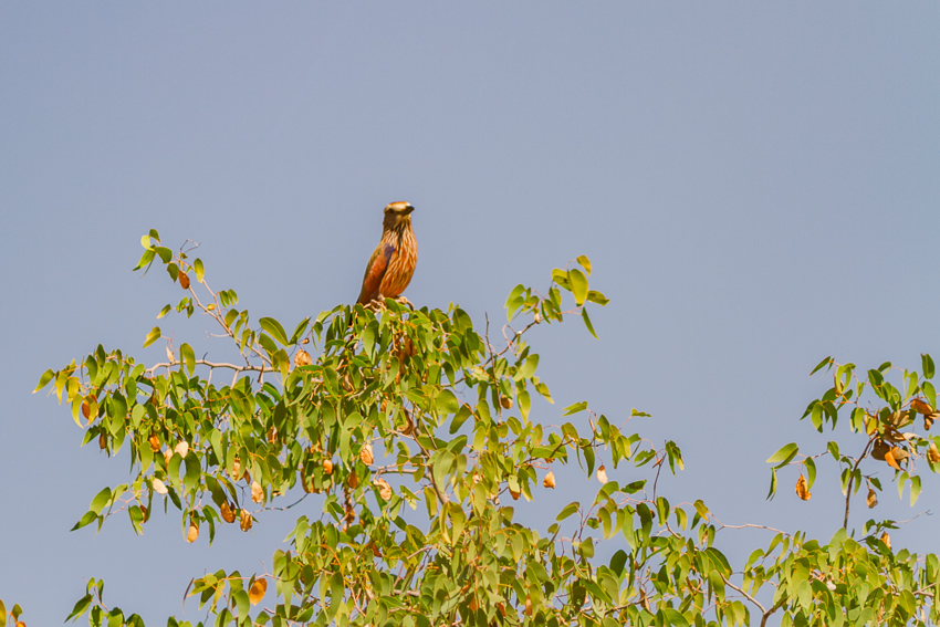 epupa falls wildlife